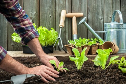 Skilled gardeners maintaining a garden deck