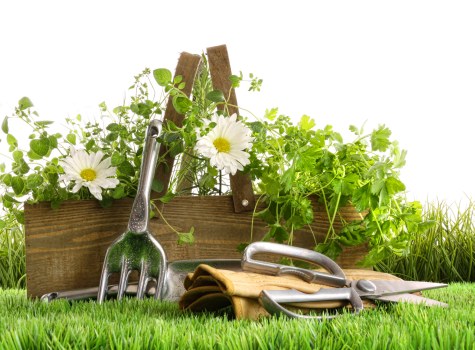 Maintained garden deck with lush surrounding plants