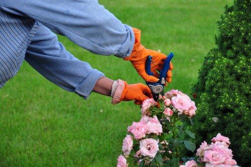 Healthy garden decking with well-trimmed trees